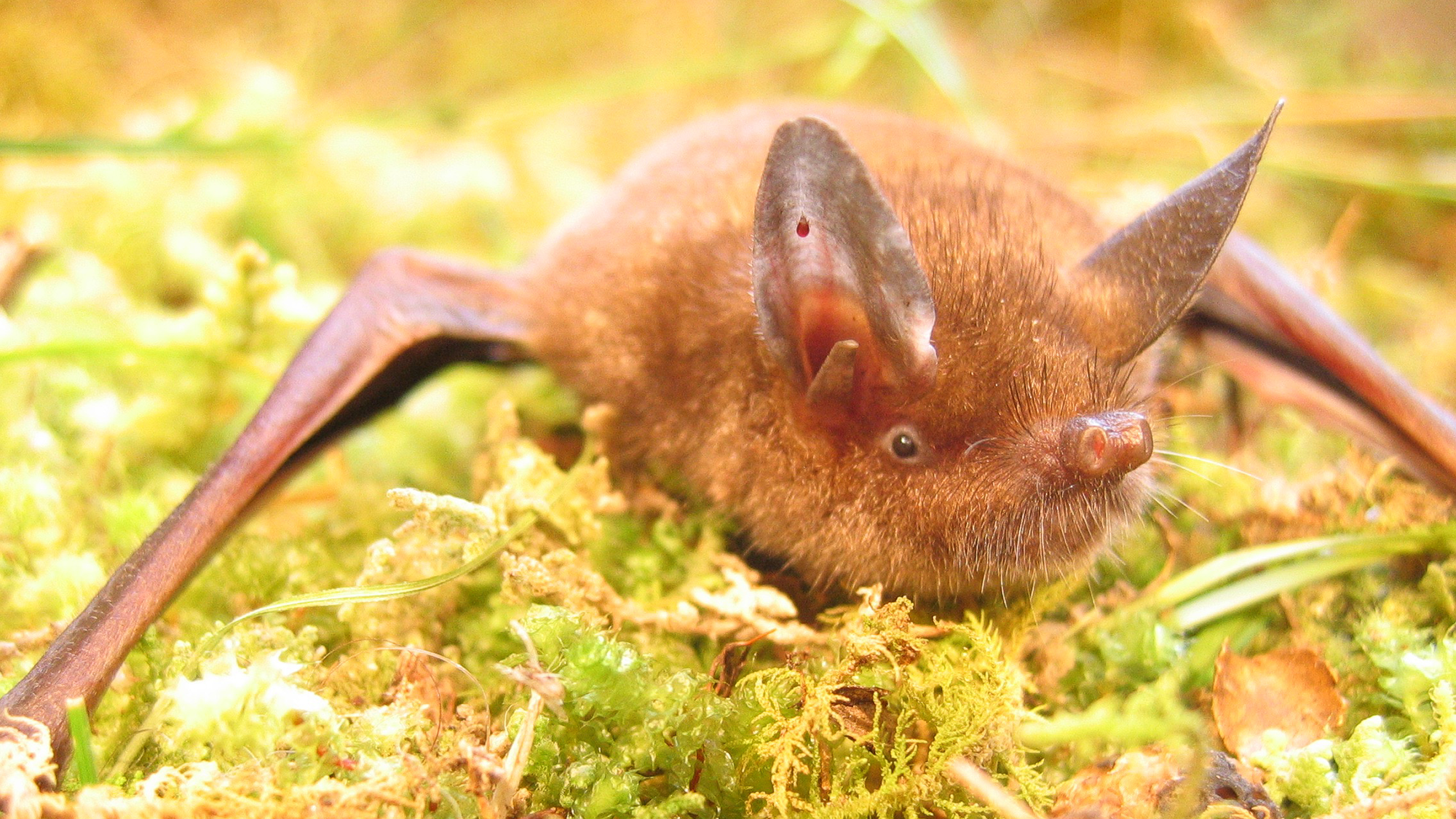 Bat with large ears and a distinct nose, resting on green moss and foliage.