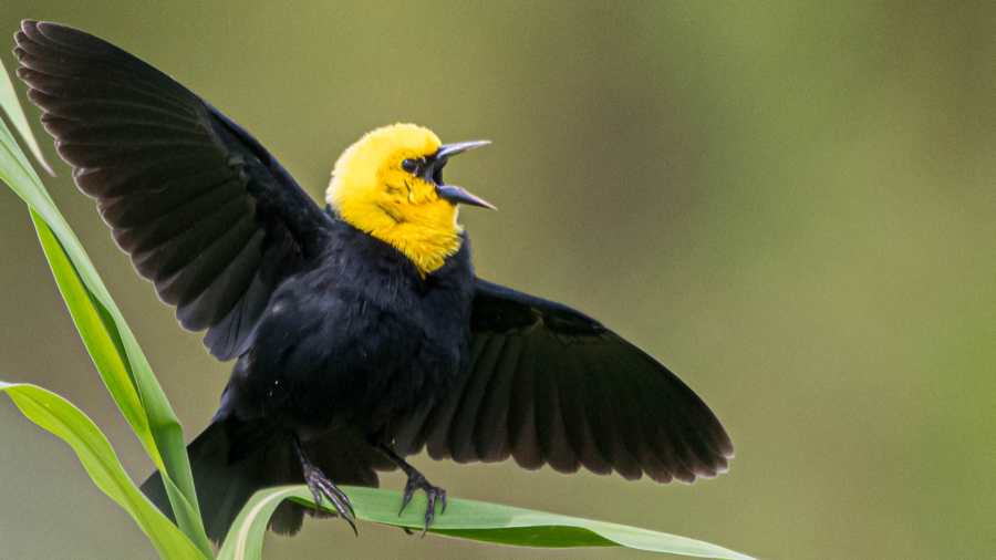 Yellow-hooded Blackbird singing on a leaf, wings spread, against a blurred green background