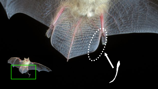 Close-up of a bat wing with a highlighted area showing detailed wing structure and bones, annotated with arrows and circles