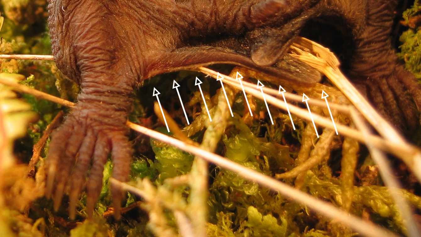 Close-up of a bat's hind foot showing a spur indicated by arrows against a background of green moss.