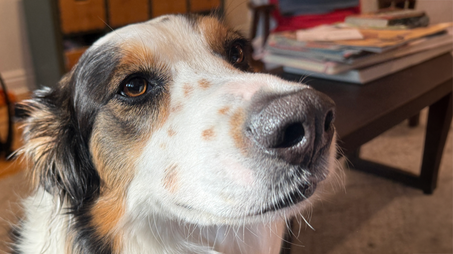 Close-up of a dog's face (Freya) with a focus on its nose and eyes, a pile of books is visible on a table in the background