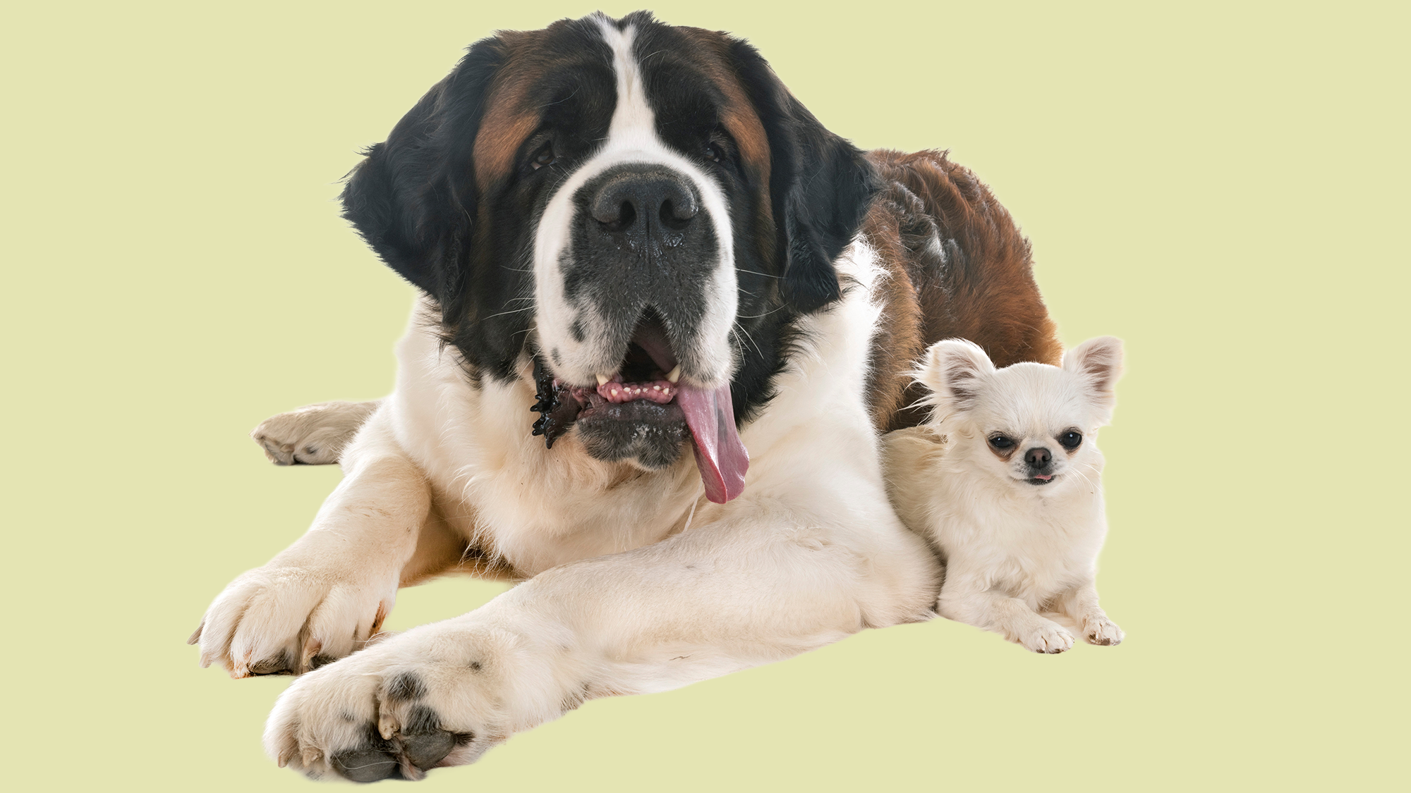 Large St. Bernard and small Chihuahua lying side by side against a pale background