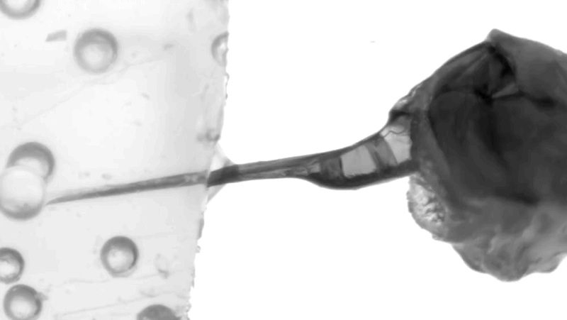 Closeup of a stinger injecting venom into a polymer gel.