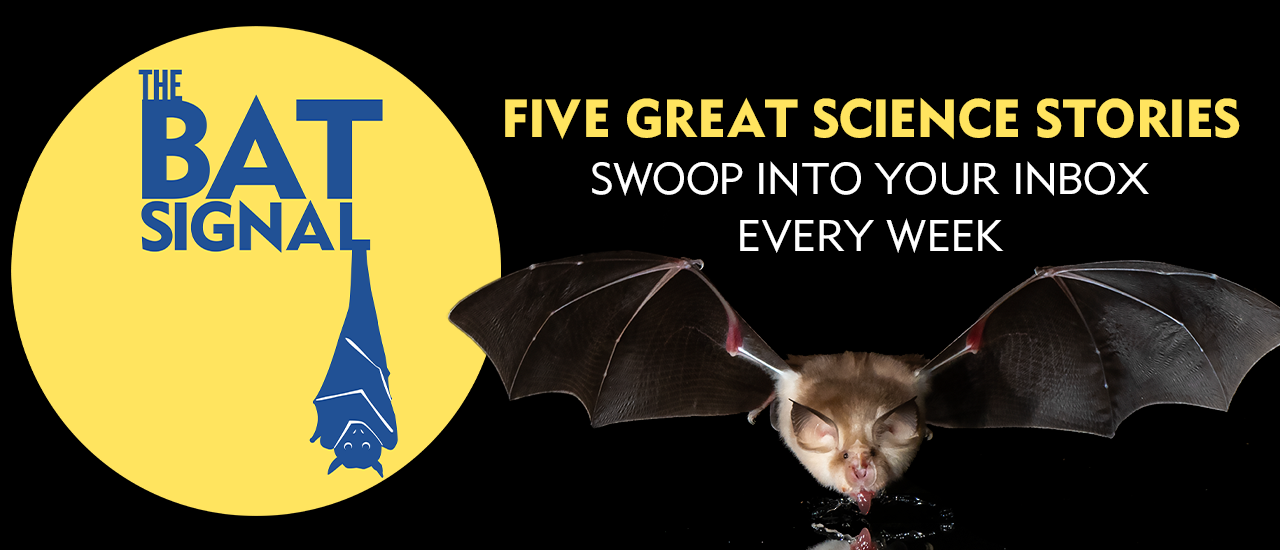 The Bat Signal banner